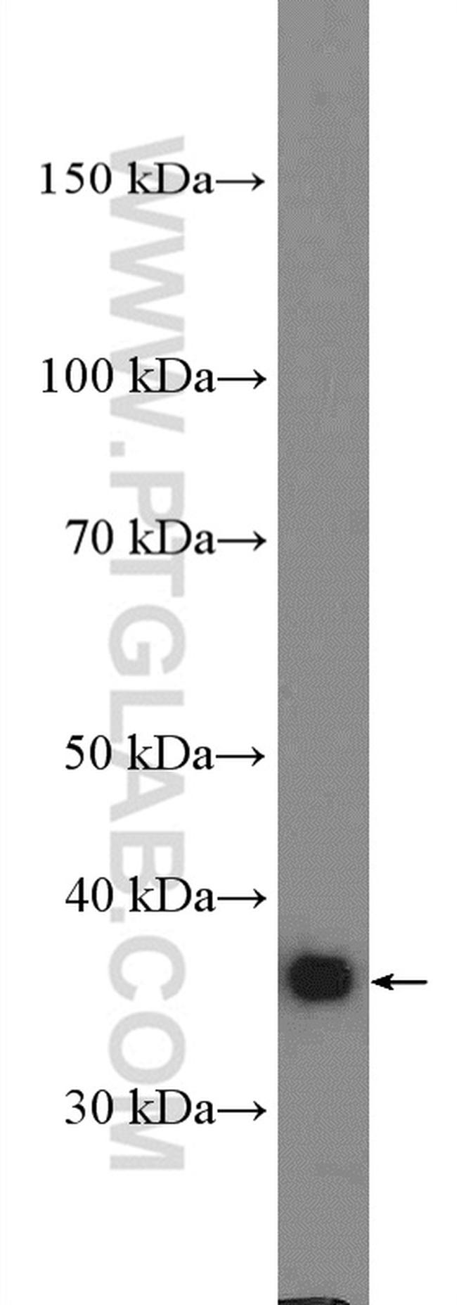 GAPDH Antibody in Western Blot (WB)