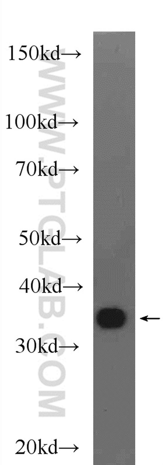 GAPDH Antibody in Western Blot (WB)