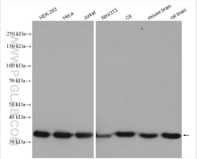 GAPDH Antibody in Western Blot (WB)