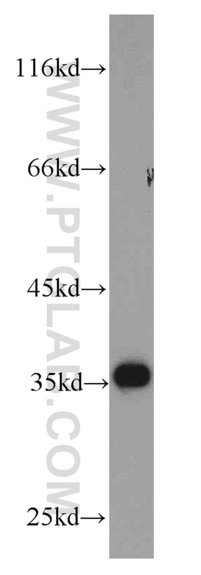 GAPDH Antibody in Western Blot (WB)