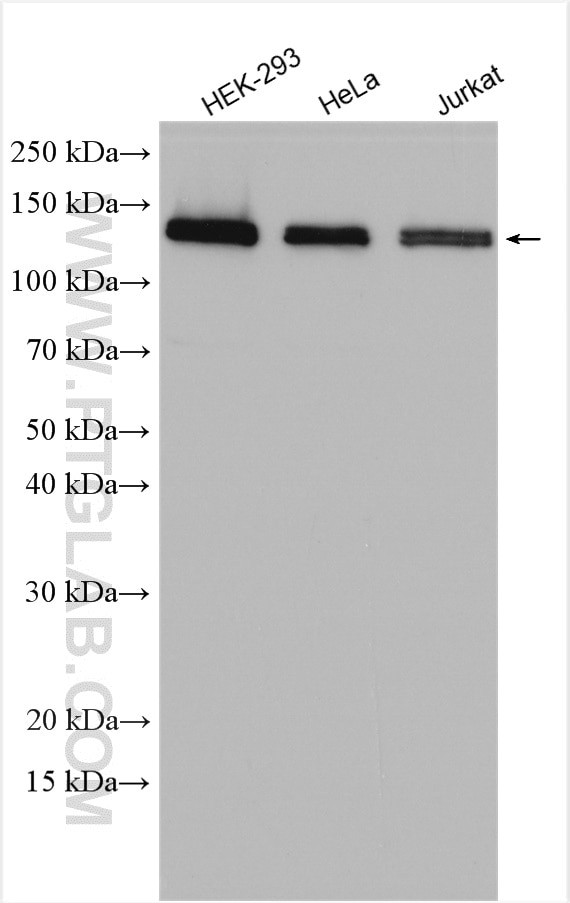 TFII I Antibody in Western Blot (WB)