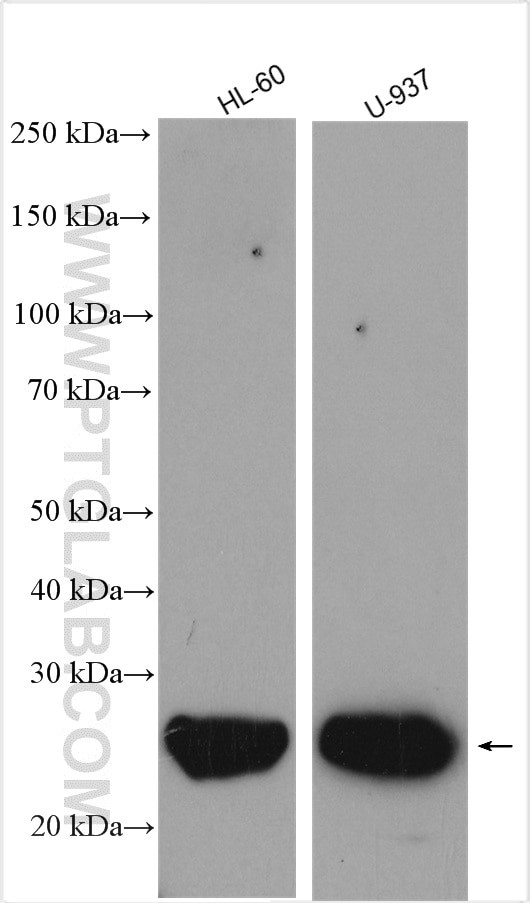 ASC/TMS1 Antibody in Western Blot (WB)