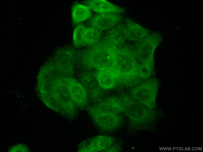 PSAT1 Antibody in Immunocytochemistry (ICC/IF)