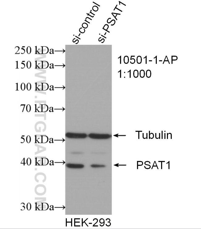 PSAT1 Antibody in Western Blot (WB)