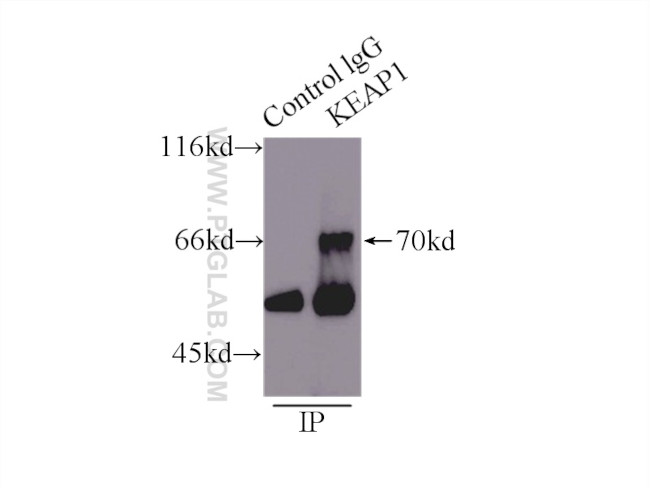 KEAP1 Antibody in Immunoprecipitation (IP)