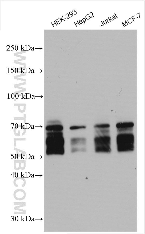 KEAP1 Antibody in Western Blot (WB)