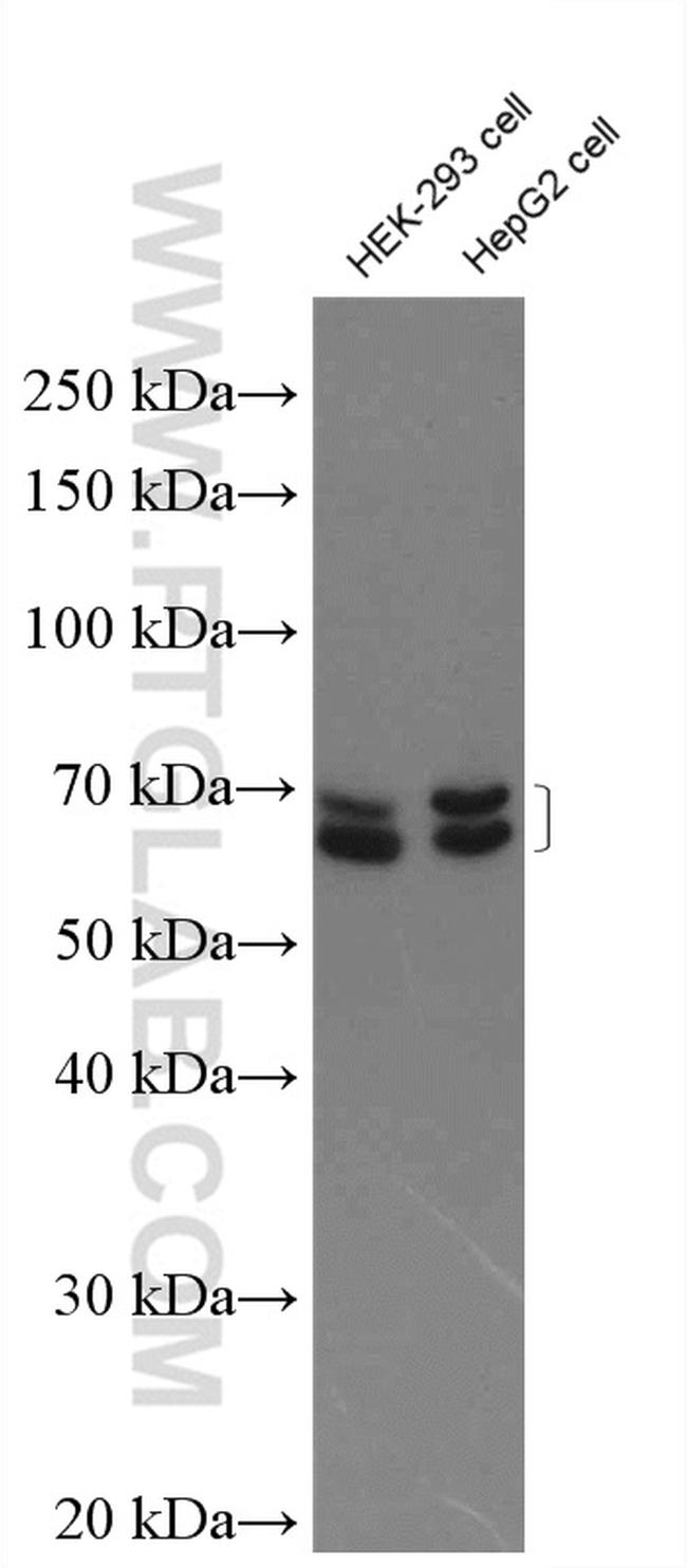 KEAP1 Antibody in Western Blot (WB)