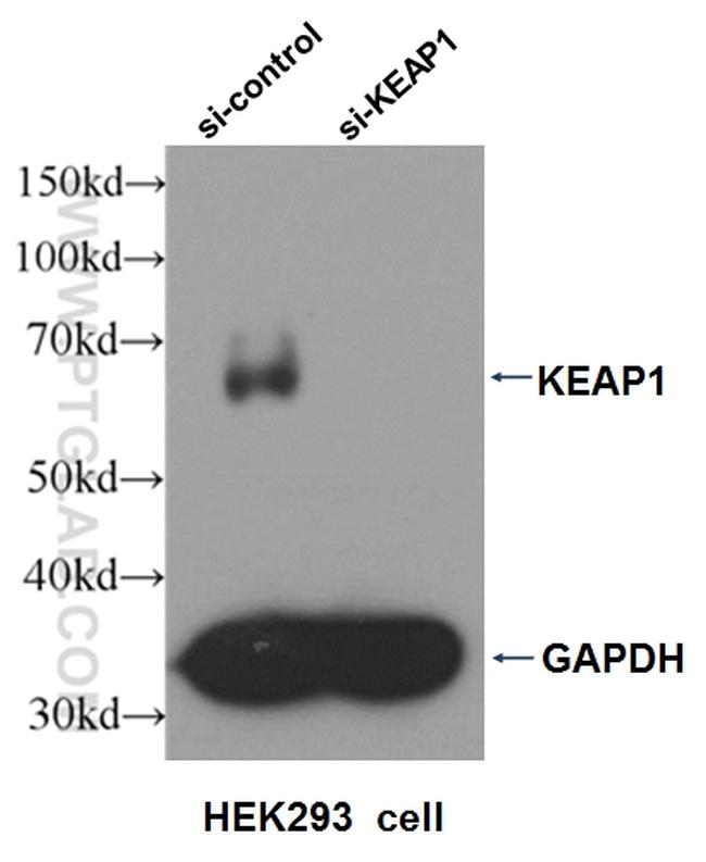 KEAP1 Antibody in Western Blot (WB)