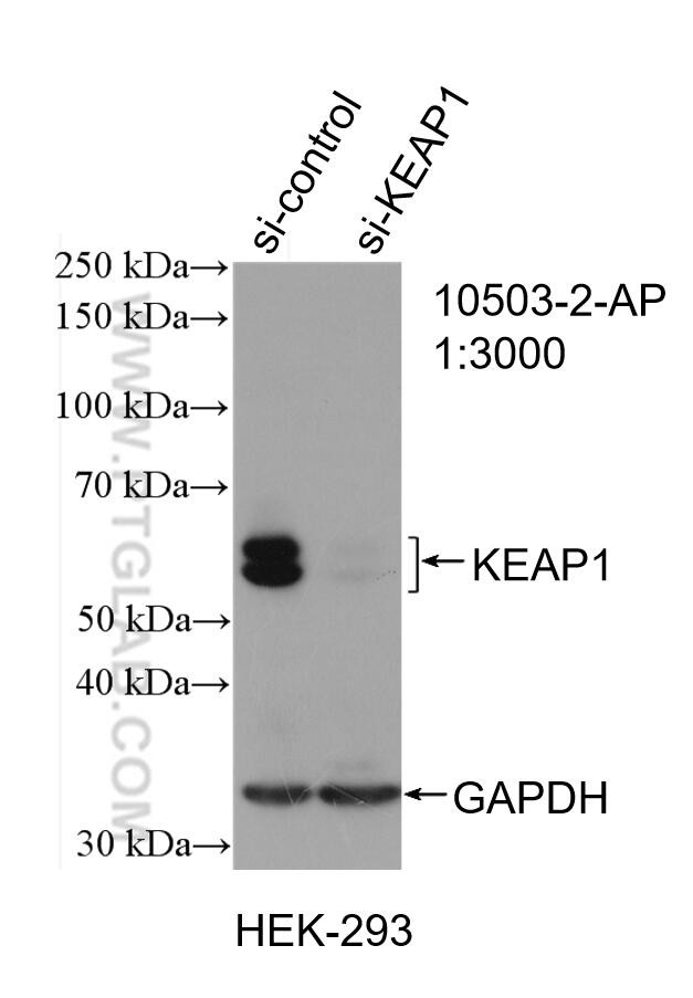 KEAP1 Antibody in Western Blot (WB)