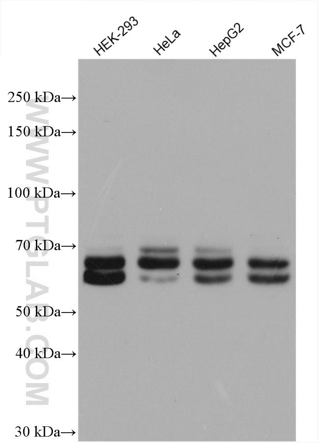 KEAP1 Antibody in Western Blot (WB)