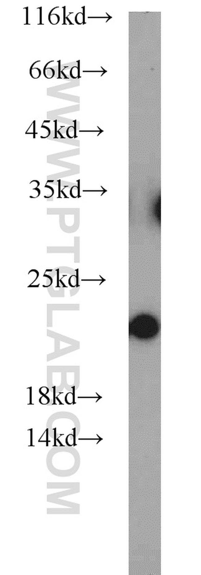 NCS1 Antibody in Western Blot (WB)