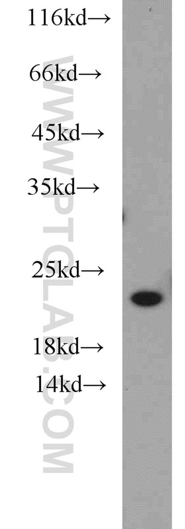 NCS1 Antibody in Western Blot (WB)