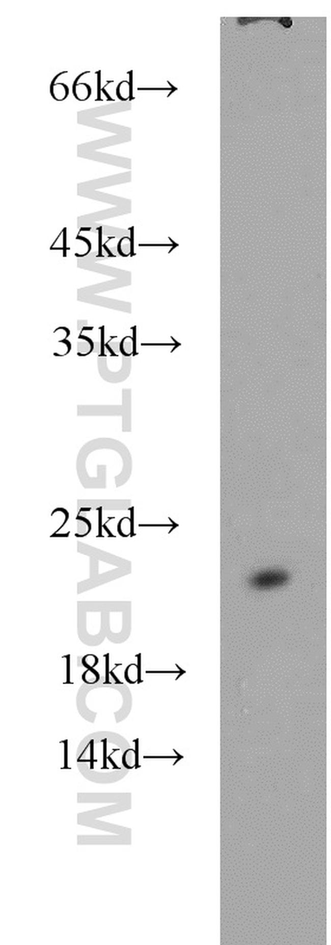 NCS1 Antibody in Western Blot (WB)