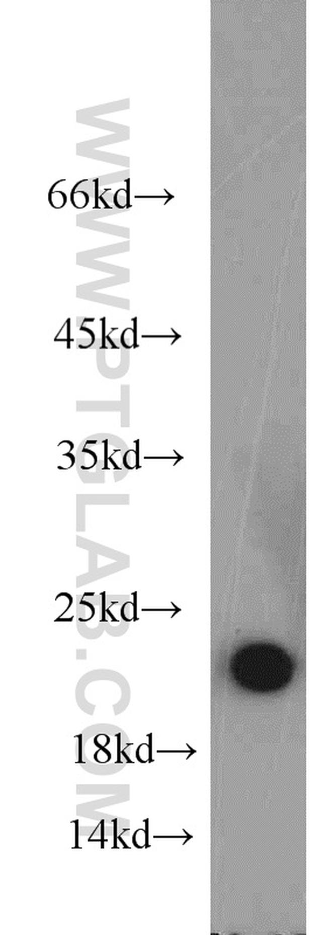 NCS1 Antibody in Western Blot (WB)