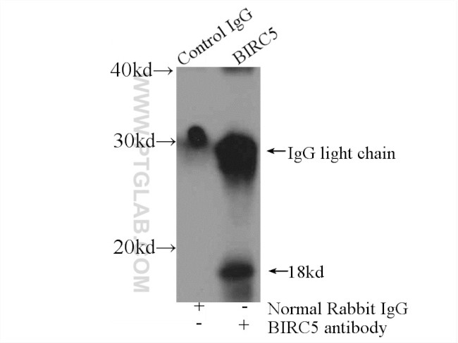 SURVIVIN Antibody in Immunoprecipitation (IP)