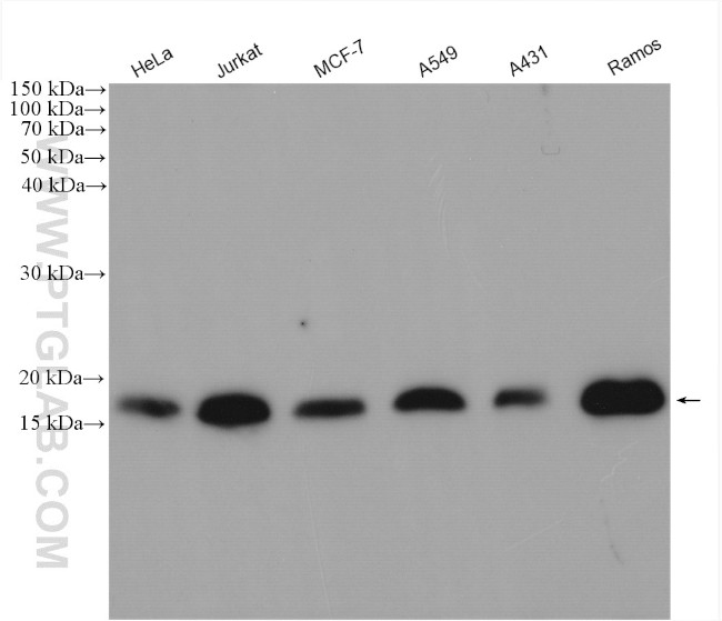 SURVIVIN Antibody in Western Blot (WB)