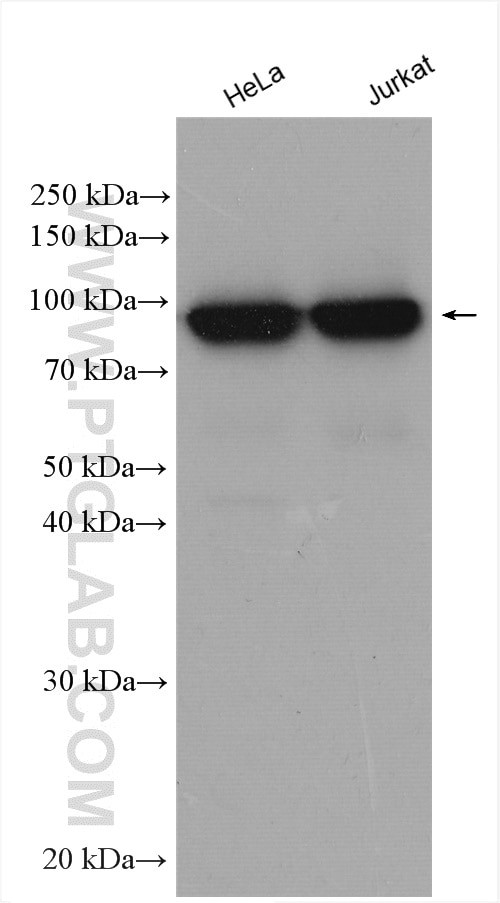 DDX21 Antibody in Western Blot (WB)