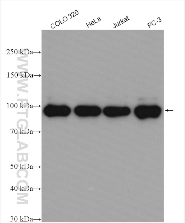 DDX21 Antibody in Western Blot (WB)