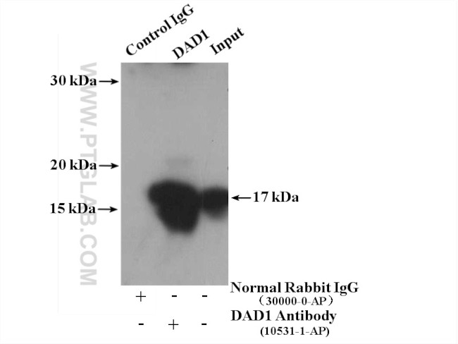 DAD1 Antibody in Immunoprecipitation (IP)