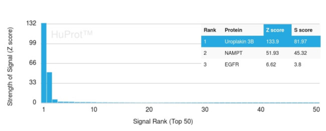 Uroplakin 3B (UPK3B) (Marker of Mesothelial and Umbrella Cells) Antibody in Peptide array (ARRAY)