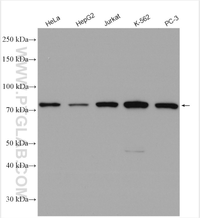 Calpain 1 Antibody in Western Blot (WB)