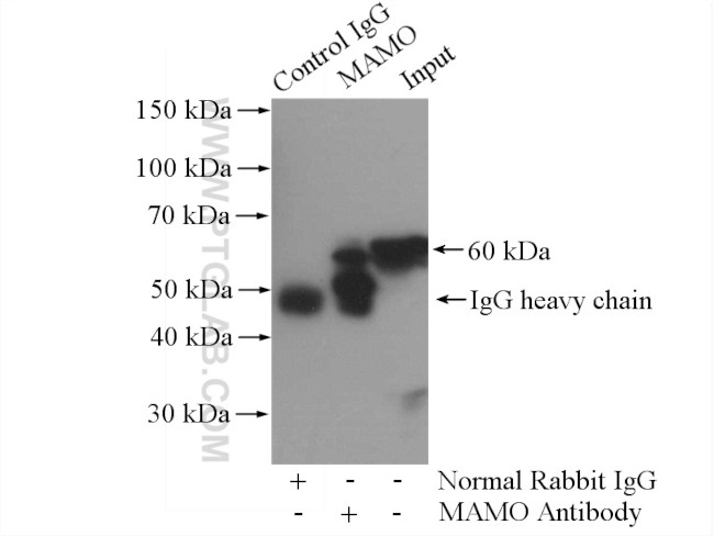 MAOA Antibody in Immunoprecipitation (IP)