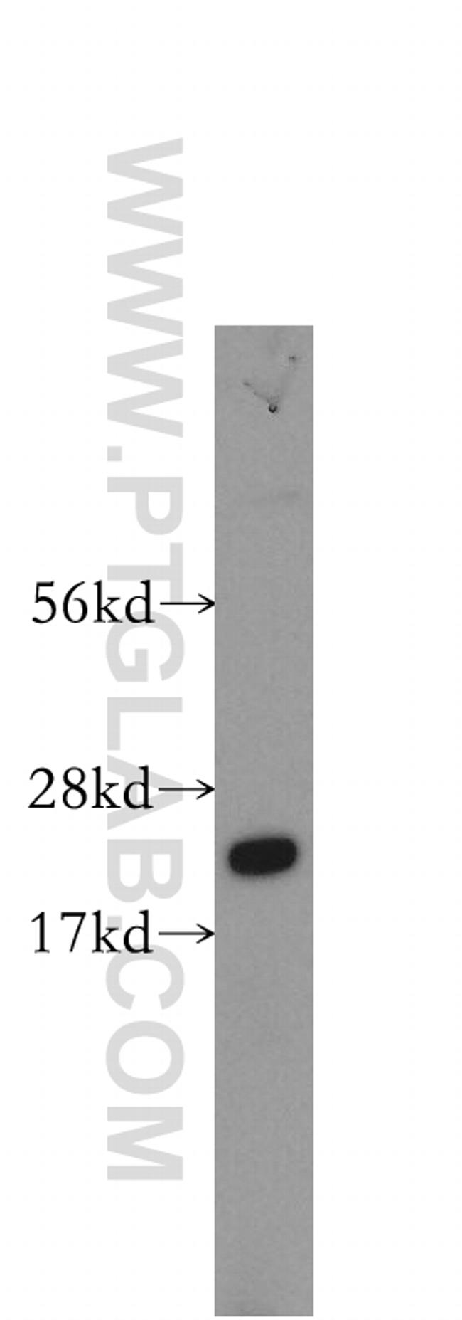 RABAC1 Antibody in Western Blot (WB)