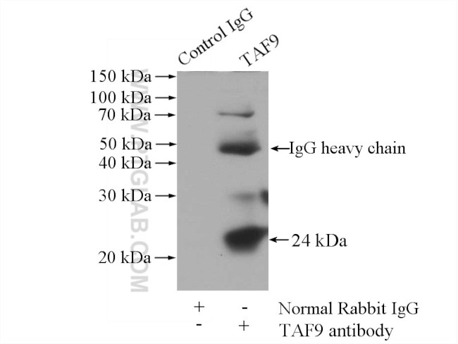 TAF9 Antibody in Immunoprecipitation (IP)