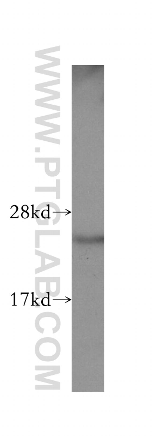 TAF9 Antibody in Western Blot (WB)