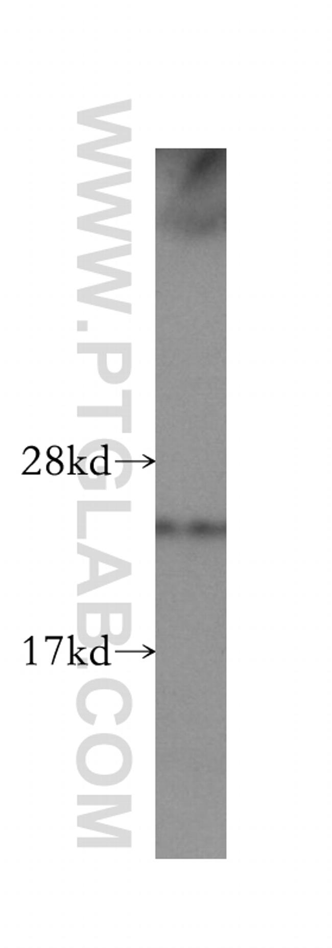 TAF9 Antibody in Western Blot (WB)