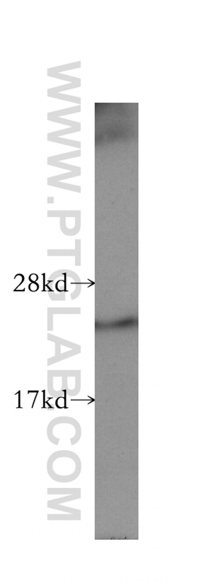 TAF9 Antibody in Western Blot (WB)