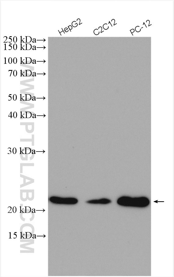 peroxiredoxin 2 Antibody in Western Blot (WB)