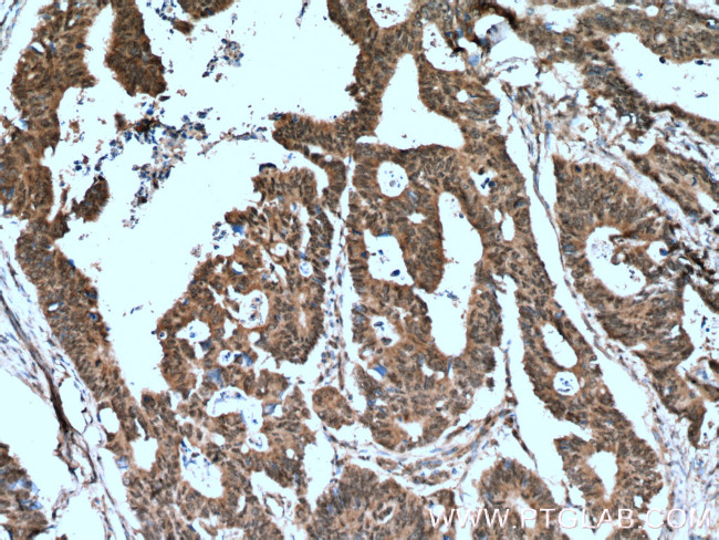 RANGRF Antibody in Immunohistochemistry (Paraffin) (IHC (P))