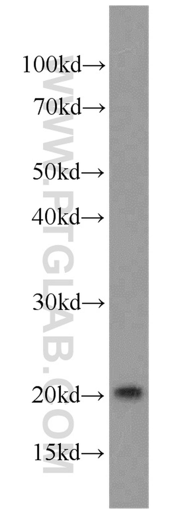 RANGRF Antibody in Western Blot (WB)