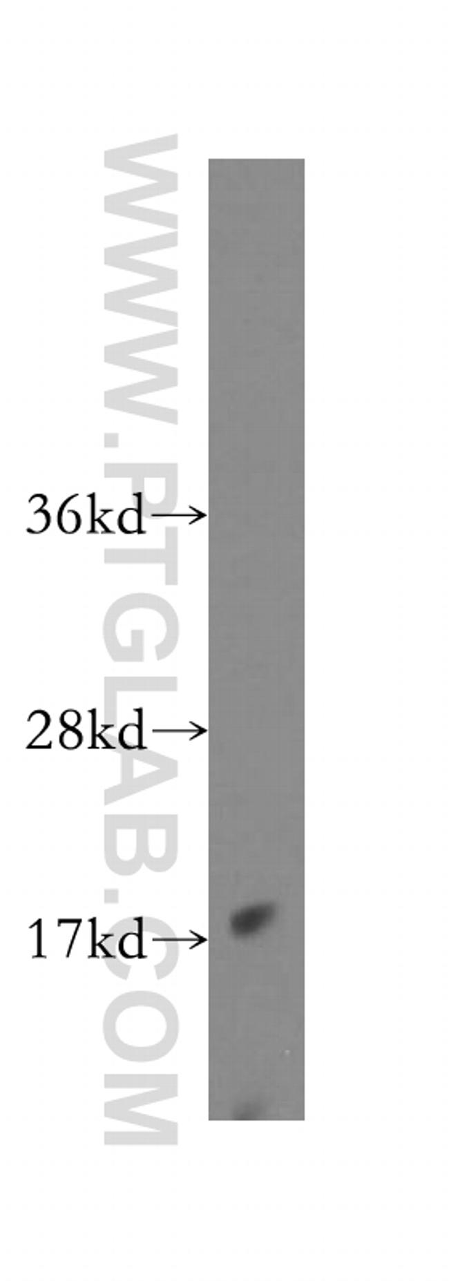 RANGRF Antibody in Western Blot (WB)