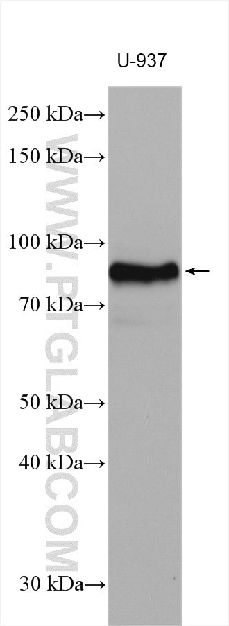 CD18 Antibody in Western Blot (WB)