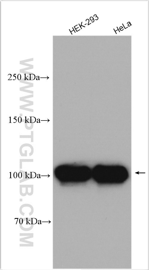 NCL Antibody in Western Blot (WB)