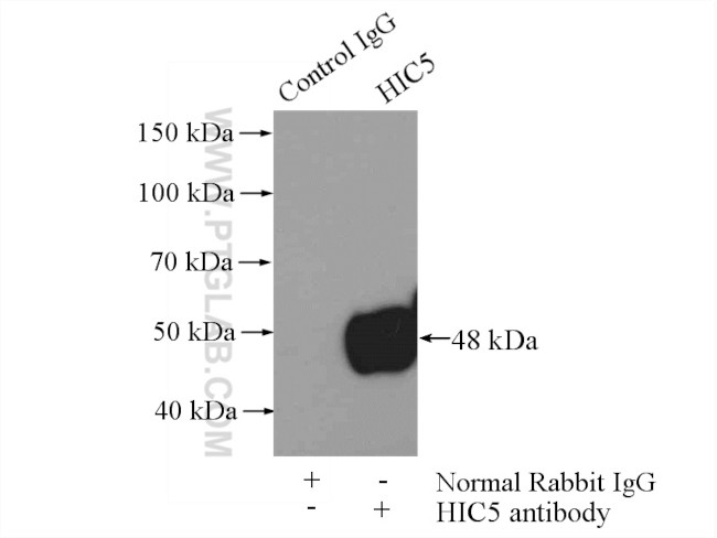 HIC5 Antibody in Immunoprecipitation (IP)