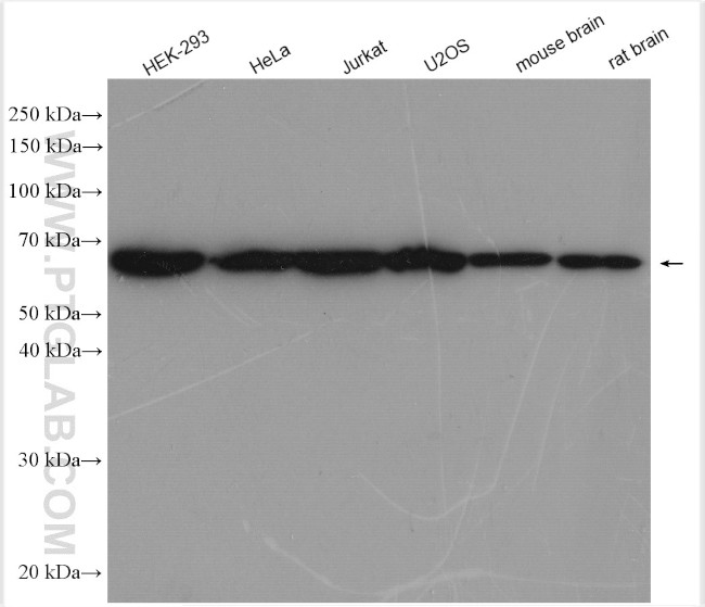 CCT3 Antibody in Western Blot (WB)