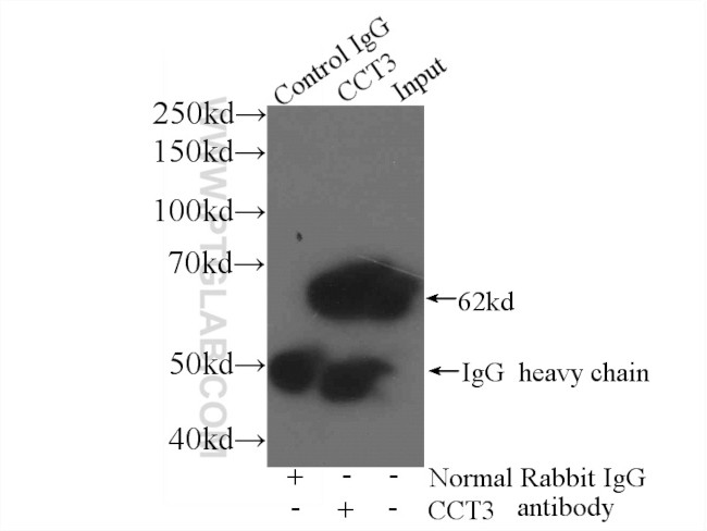 CCT3 Antibody in Immunoprecipitation (IP)