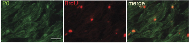 MPZ/P0 Antibody in Immunocytochemistry (ICC/IF)