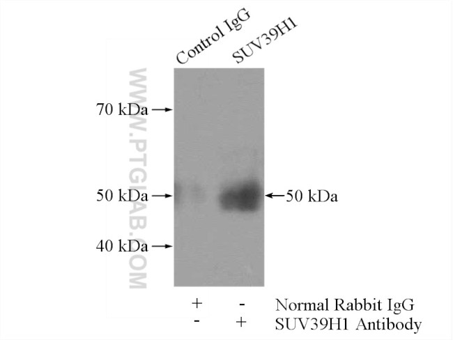 SUV39H1 Antibody in Immunoprecipitation (IP)