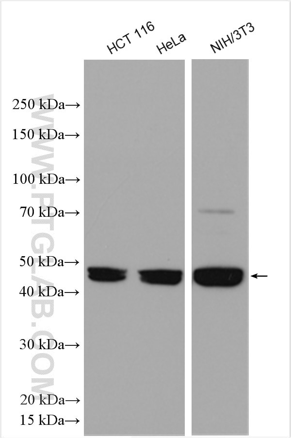 SUV39H1 Antibody in Western Blot (WB)