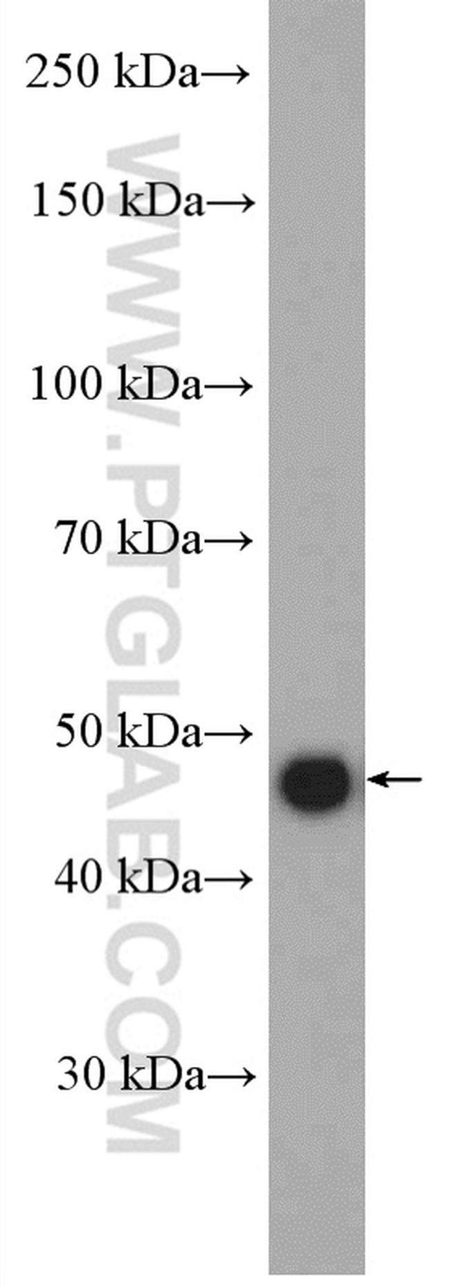 PELO Antibody in Western Blot (WB)