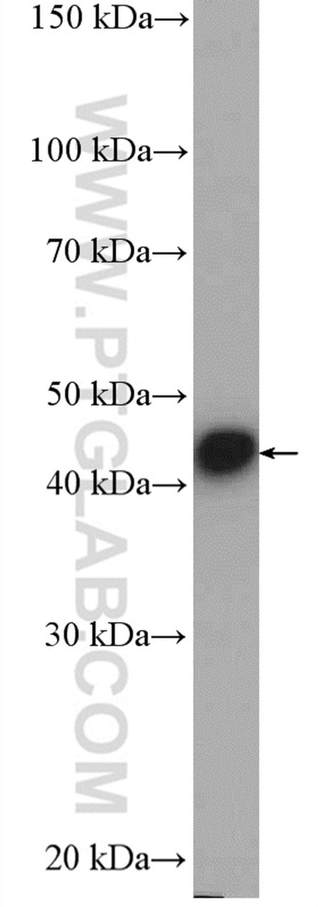 PELO Antibody in Western Blot (WB)