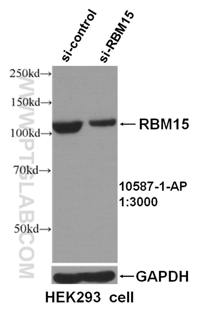 RBM15 Antibody in Western Blot (WB)