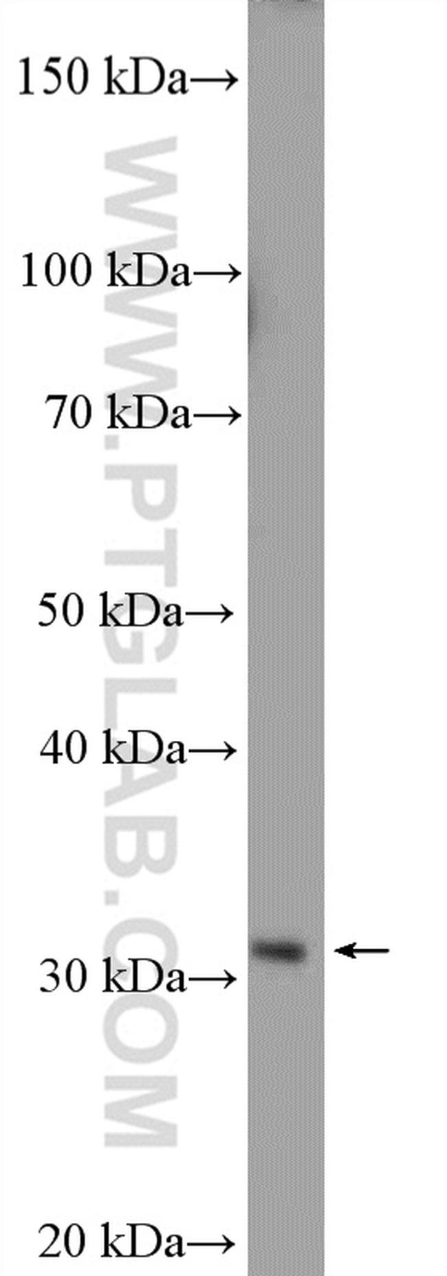 HEY2 Antibody in Western Blot (WB)