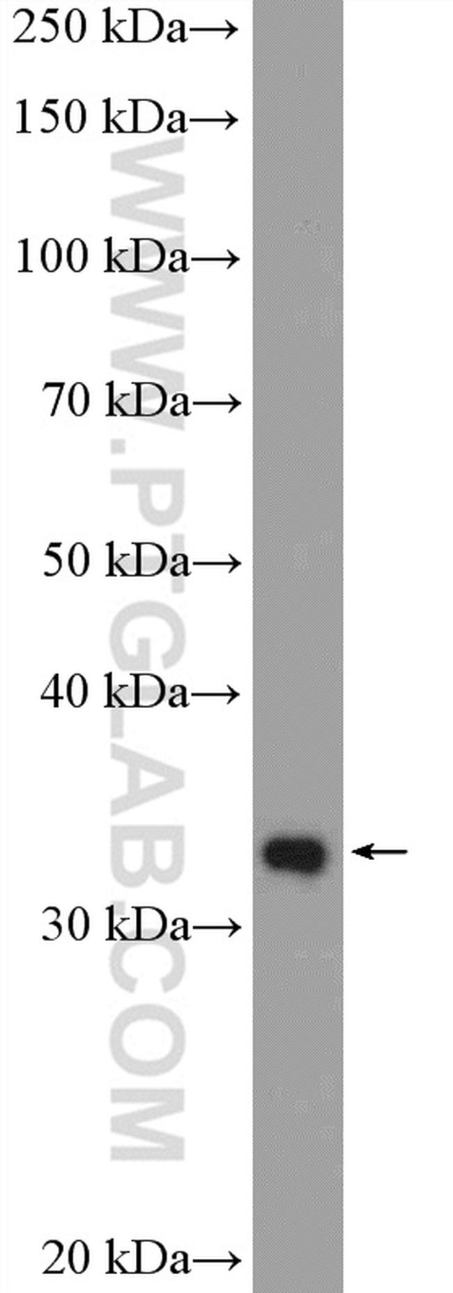 HEY2 Antibody in Western Blot (WB)