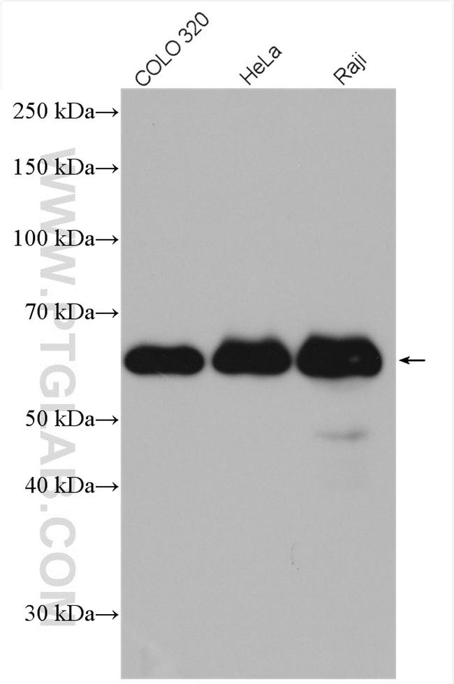 GORASP2 Antibody in Western Blot (WB)