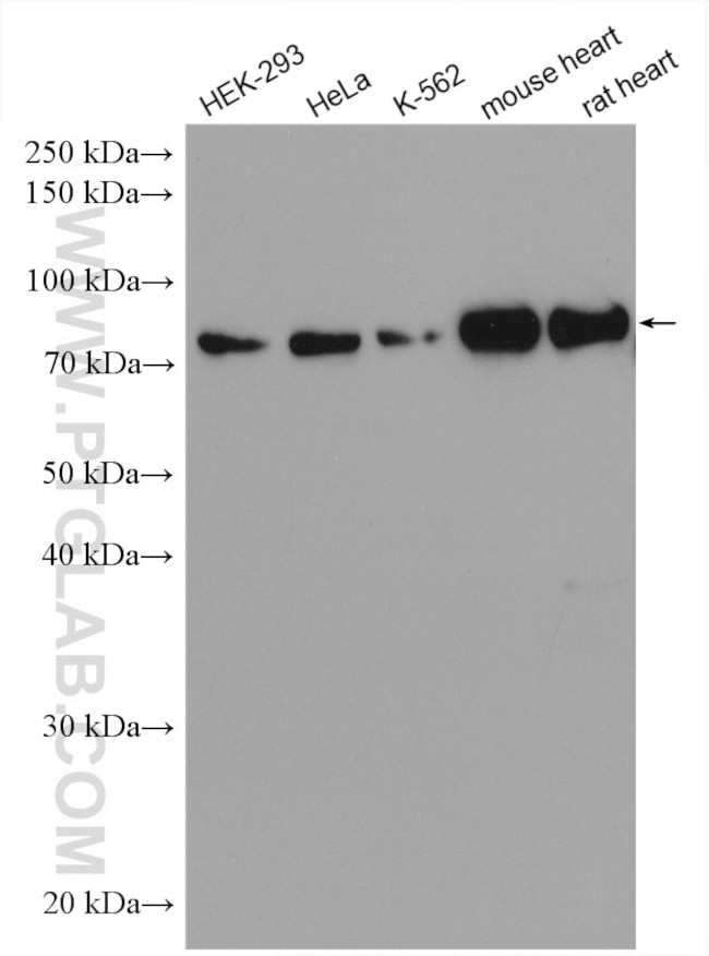 BAG3 Antibody in Western Blot (WB)